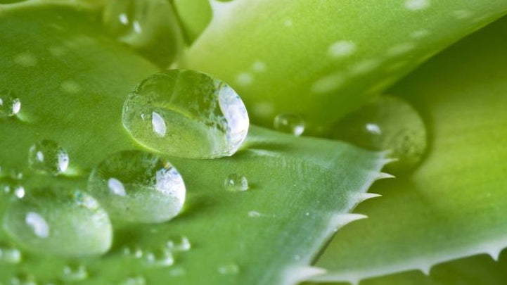 Aloe Vera – more than just a gut supplement