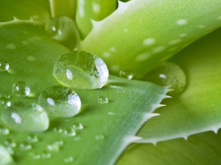 Aloe Vera – more than just a gut supplement
