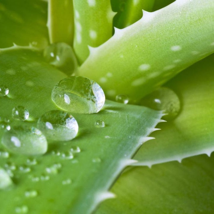 Aloe Vera – more than just a gut supplement