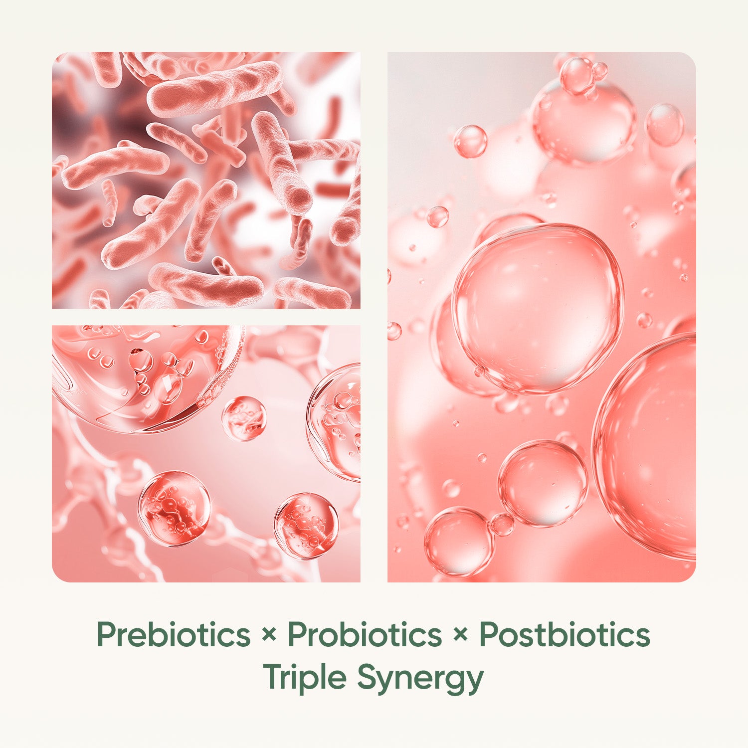 Akkermansia Trimbiotic